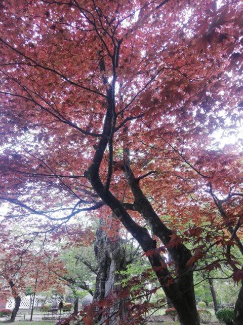 **三戸日和③** たまには目的無く、ほっつき歩くのも良し。#三戸城址城山公園 #長谷ぼたん園 三戸日和表紙