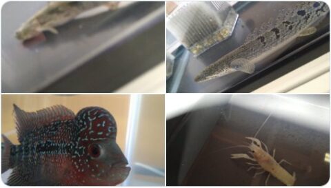 【開店情報】ペットショップ王子²が青森市千刈に11月5日オープンしたて🐶🐈 #アクアリウム #メダカ が凄いらしい? メダカ表紙