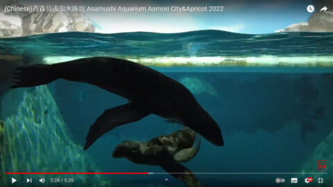 【海外目線】訪日客レビューから、 #浅虫 がどう思われているか探る🔍 #asamushi #aomori #aquarium 浅虫表紙