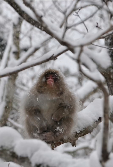 ∻北限に見る青森∻ 1年ぶりに汽車乗った by 喫茶店主のかおる さる