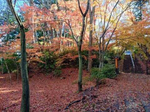 三戸大神宮で深まる秋。境内を埋め尽くす紅葉の絨毯が圧巻(2025年) 41747_0