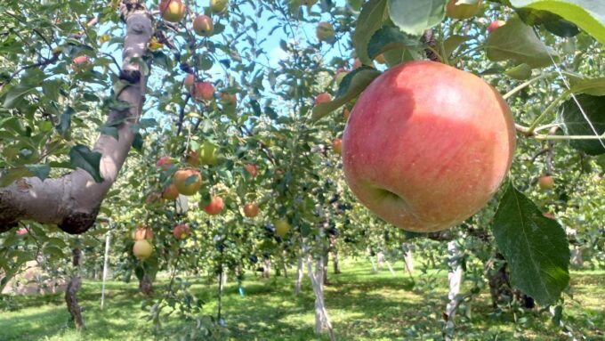 松村沙友理、結婚・妊娠を発表! 「さゆりんご」の愛称が紡ぐ青森県との接点いろいろ🍎 LINE_ALBUM_りんご_250923_15