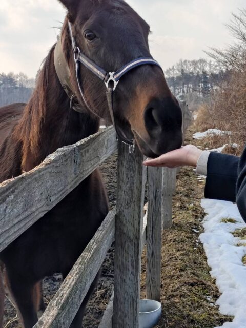階上町、初春2月11日のお出かけ記録 青森県南散策旅、モデルコースの参考にも🚗 ワールドファーム・八戸キャニオン・天照皇大神大神宮 43710_0